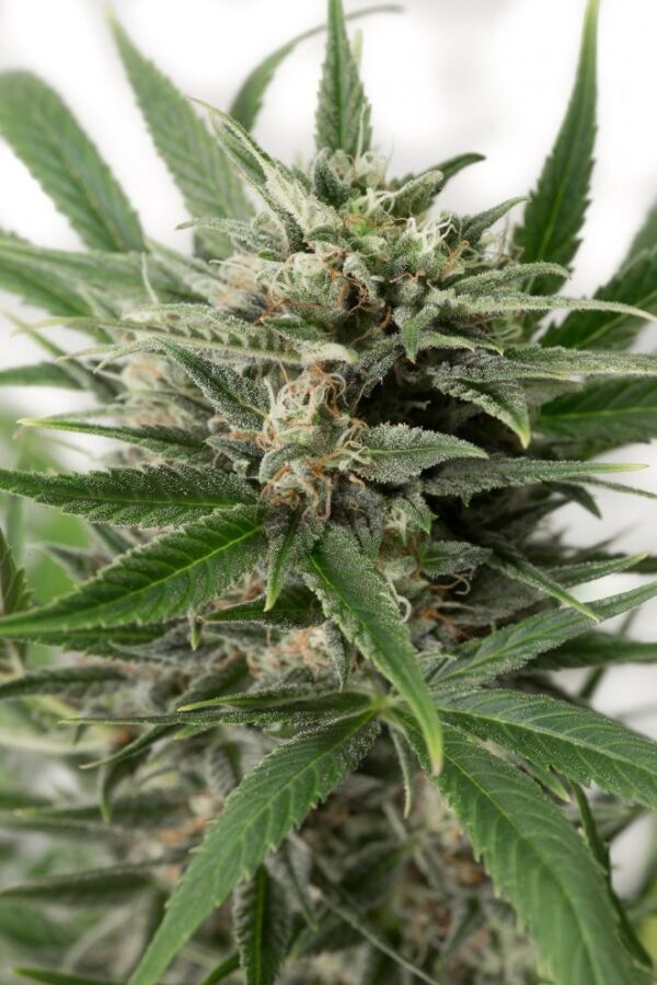 Blue Amnesia XXL Auto Feminised Seeds - Image 3