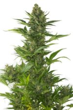 Amnesia XXL Auto Feminised Seeds