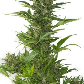 Amnesia XXL Auto Feminised Seeds