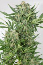 Amnesia XXL Auto Feminised Seeds