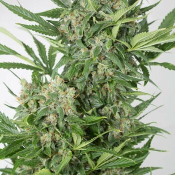 Amnesia XXL Auto Feminised Seeds