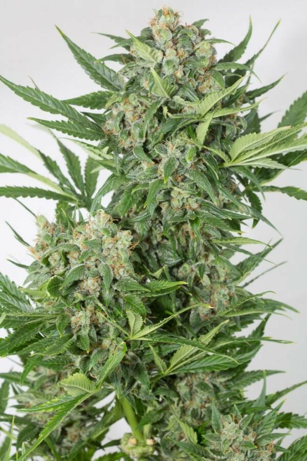 Amnesia XXL Auto Feminised Seeds