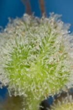 Amnesia XXL Auto Feminised Seeds