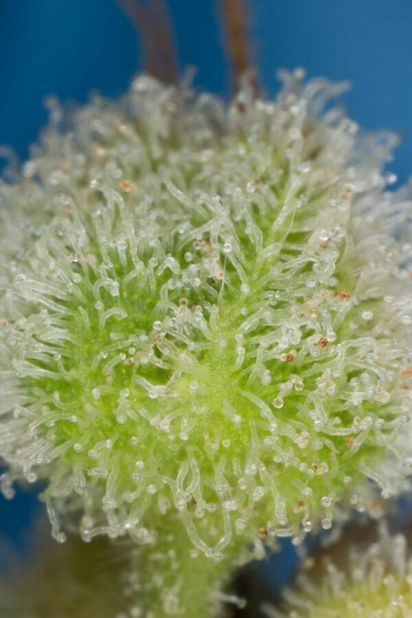 Amnesia XXL Auto Feminised Seeds