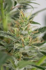 Amnesia XXL Auto Feminised Seeds