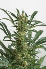 Amnesia XXL Auto Feminised Seeds