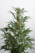 Amnesia XXL Auto Feminised Seeds