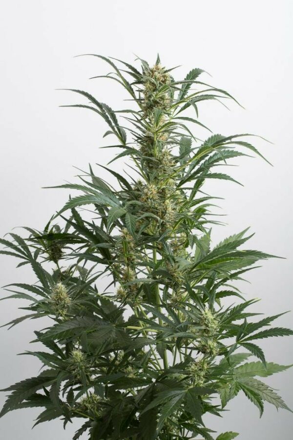 Amnesia XXL Auto Feminised Seeds