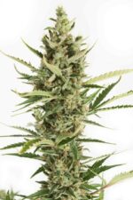 Amnesia XXL Auto Feminised Seeds