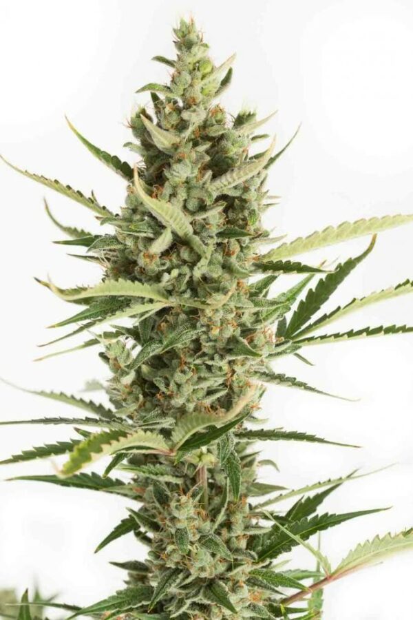 Amnesia XXL Auto Feminised Seeds