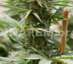 Strawberry Amnesia Feminised Seeds