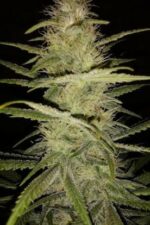 Strawberry Amnesia Feminised Seeds