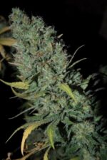 Strawberry Amnesia Feminised Seeds