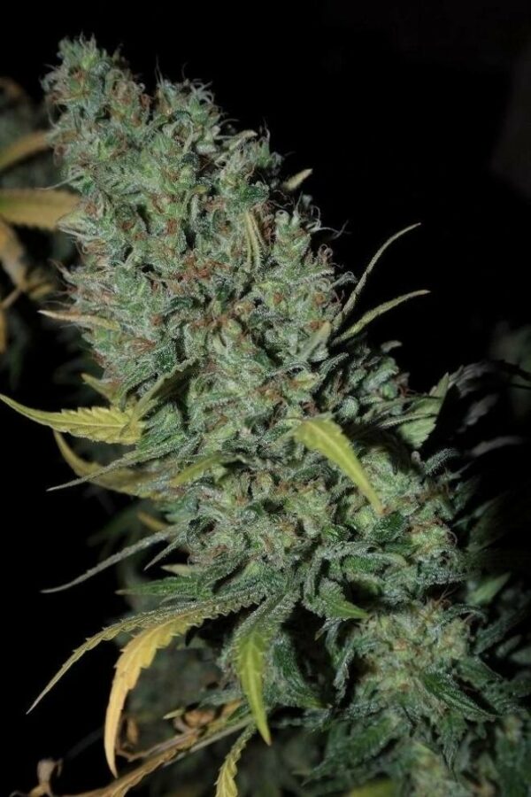 Strawberry Amnesia Feminised Seeds