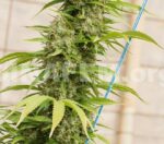Strawberry Amnesia Feminised Seeds