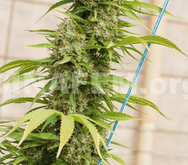 Strawberry Amnesia Feminised Seeds