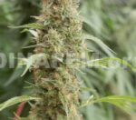 Strawberry Amnesia Feminised Seeds