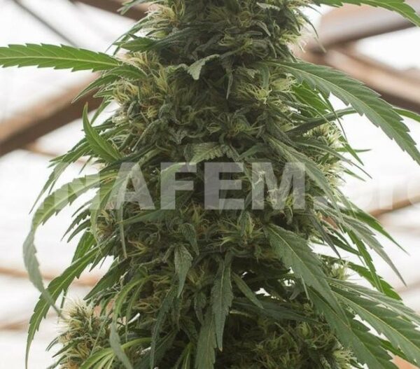Strawberry Amnesia Feminised Seeds