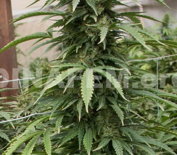 Strawberry Amnesia Feminised Seeds