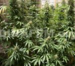 Strawberry Amnesia Feminised Seeds