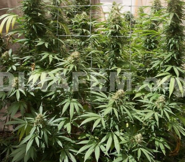 Strawberry Amnesia Feminised Seeds