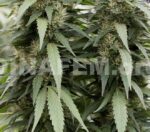 Strawberry Amnesia Feminised Seeds