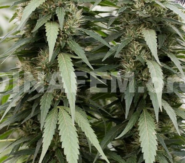 Strawberry Amnesia Feminised Seeds