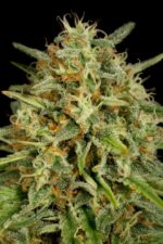 Strawberry Amnesia Feminised Seeds