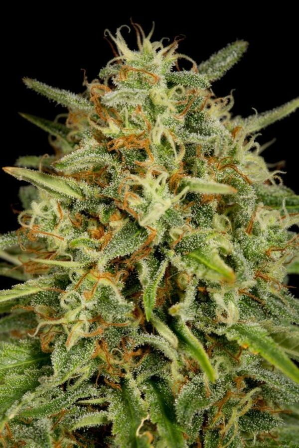 Strawberry Amnesia Feminised Seeds