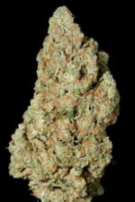 Critical Cheese Feminised Seeds