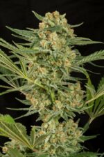 Critical Cheese Feminised Seeds - Image 2