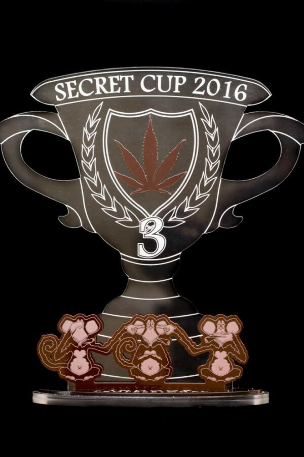 Critical Cheese Feminised Seeds - Image 4