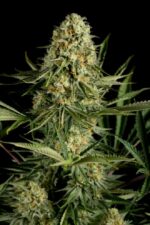 Critical Cheese Feminised Seeds - Image 3