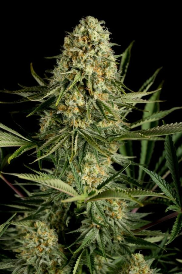 Critical Cheese Feminised Seeds - Image 3