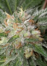 Bubba Kush Feminised Seeds