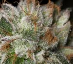 Bubba Kush Feminised Seeds - Image 2