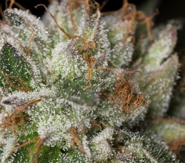 Bubba Kush Feminised Seeds - Image 2