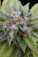 Bubba Kush Feminised Seeds - Image 3