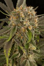 Blue Kush Feminised Seeds