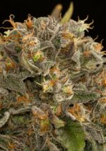 Blue Kush Feminised Seeds - Image 2