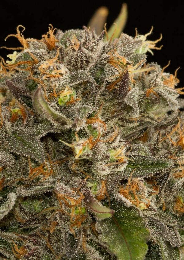Blue Kush Feminised Seeds - Image 2