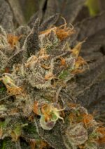 Blue Kush Feminised Seeds - Image 3