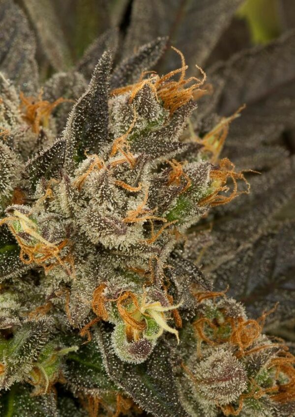Blue Kush Feminised Seeds - Image 3