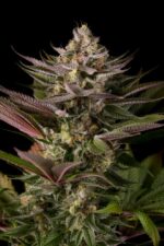 Blue Kush Feminised Seeds - Image 4