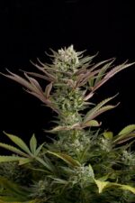 Deep Cheese Feminised Seeds