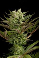 Deep Cheese Feminised Seeds - Image 2