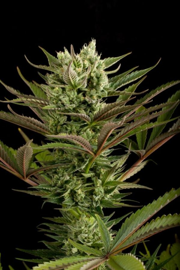 Deep Cheese Feminised Seeds - Image 2