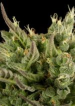 Deep Cheese Feminised Seeds - Image 3