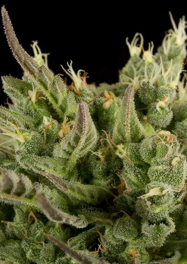 Deep Cheese Feminised Seeds - Image 3