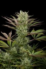 Deep Cheese Feminised Seeds - Image 4